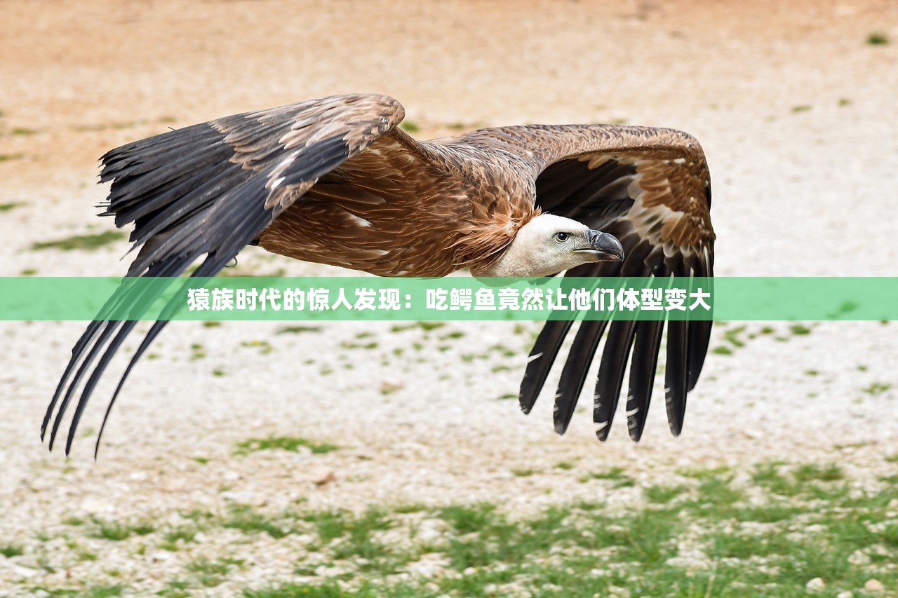 澳门正版资料全年免费公开精准资料一管家婆|多元化的解读与应用策略_弹性款.1.857