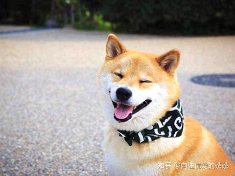 宠物配对连一连官方版下载-宠物配对连一连2024下载v.3.85