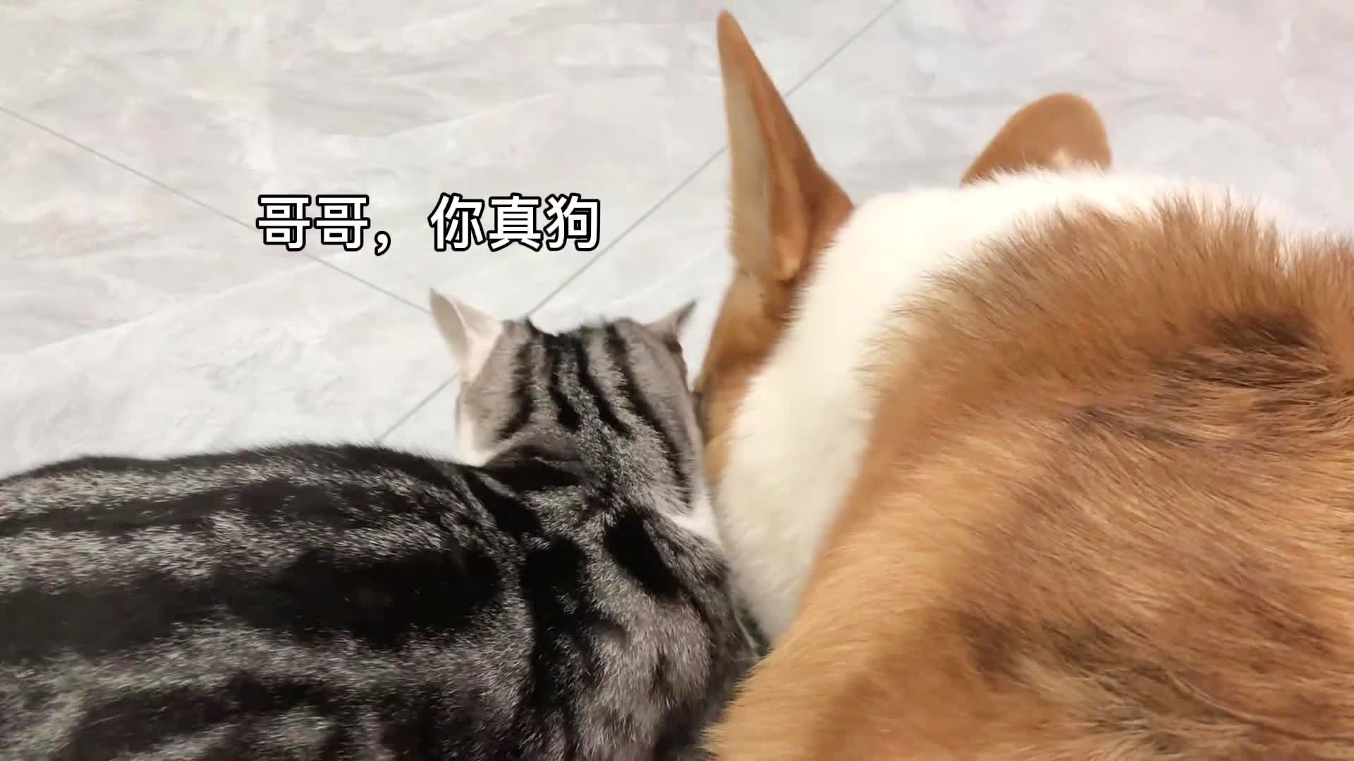 猫狗缠斗2024最新版本下载-猫狗缠斗3d游戏下载v.8.18