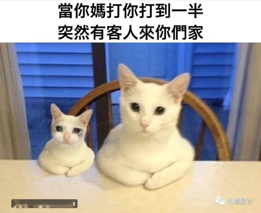 猫咪大作战监控人模组汉化版下载安装-猫咪大作战监控人模组无限金币内购版下载v.4.43